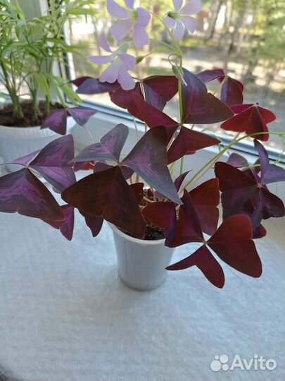 Оксалис(кислица)