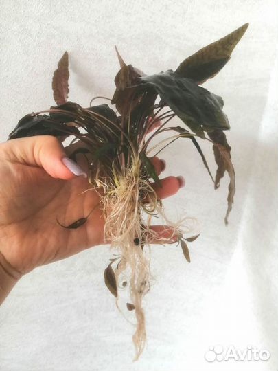 Криптокорина нури