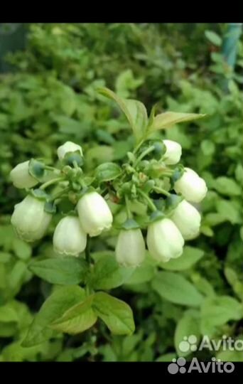 Саженцы голубики