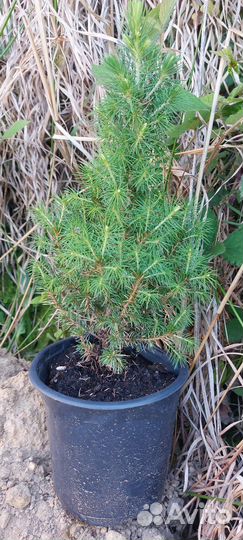 Ель канадская konica