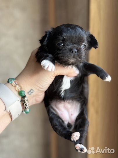 Девочка мини дш