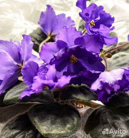 Фиалка Arctic Frost (спорт)