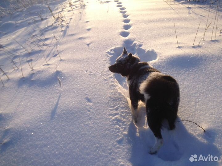 Русско европейская лайка