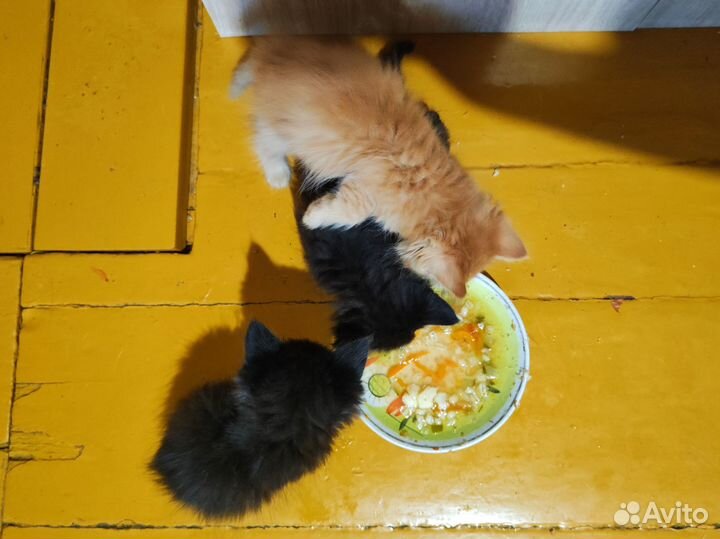Котята от домашней кошки в добрые руки