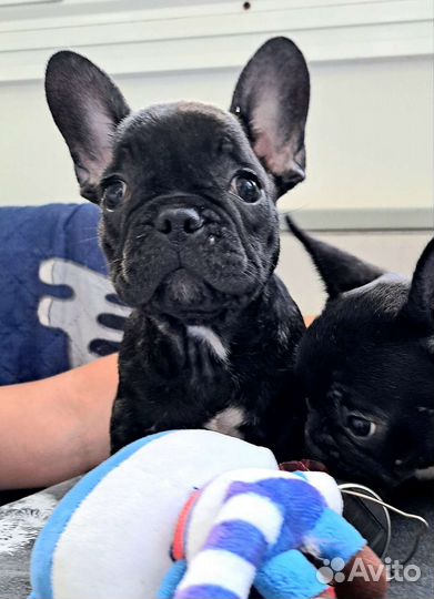 Французский бульдог
