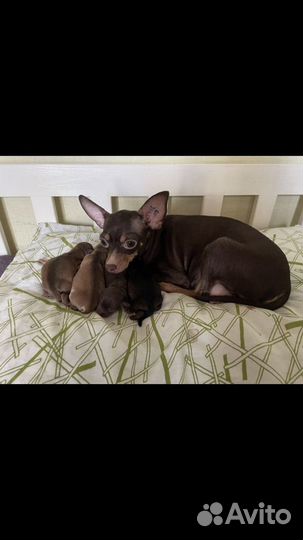 Той-терьер вязка