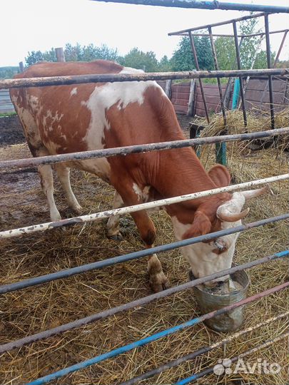 Продам корову