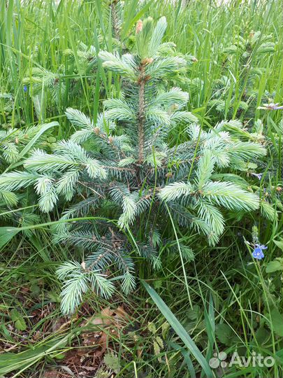 Ель голубая Blue Diamand