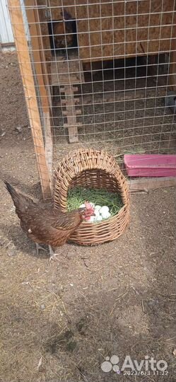 Инкубационное яйцо лакендази