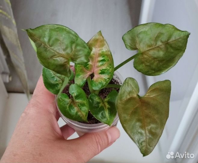 Сингониумы