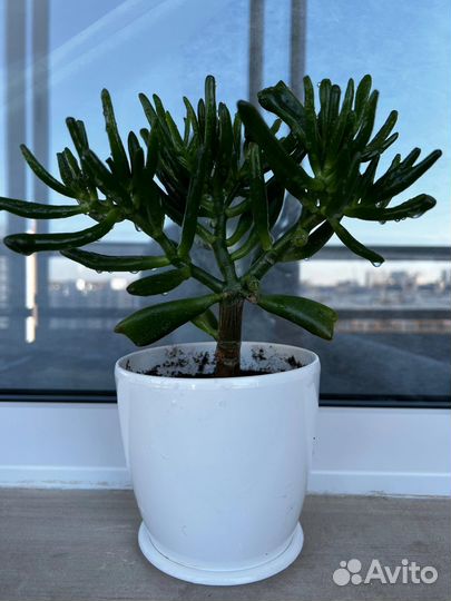 Крассула хоббит