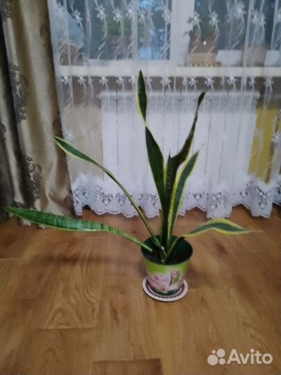 Сансевиерия