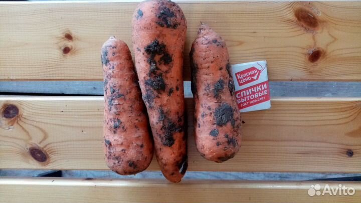 Семенной картофель