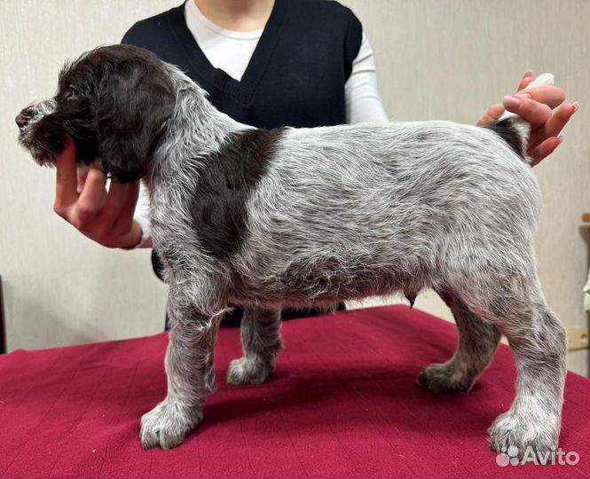 Щенки дратхаара