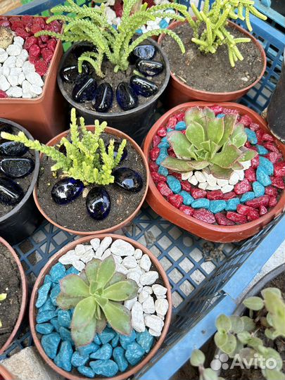 Суккуленты, флорариум