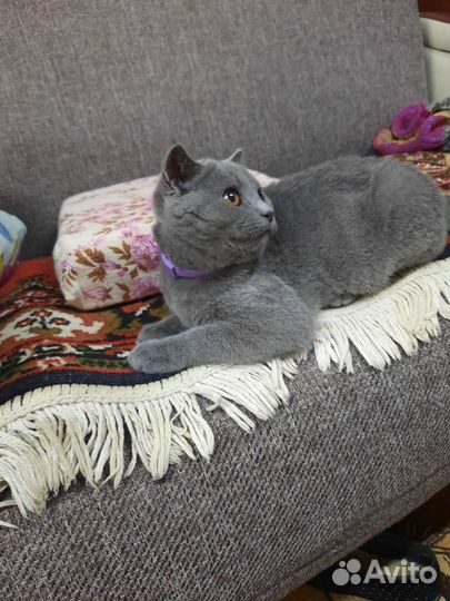 Британская