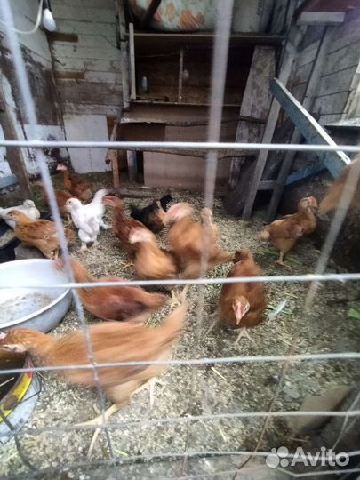 Куры, утки, цыплята