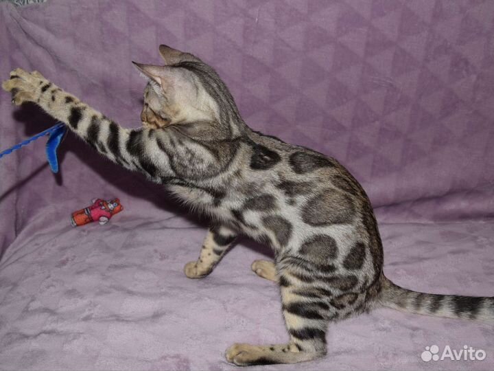 Бенгальская девочка серебро