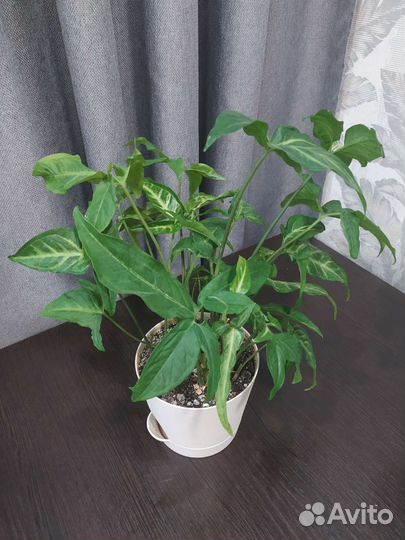 Комнатные растения