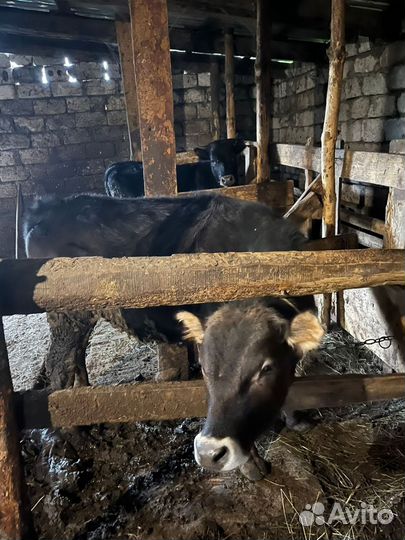 Продаю телки