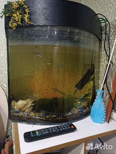 Аквариум с рыбками
