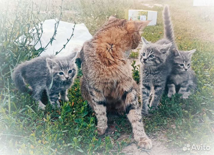 Котята в добрые руки