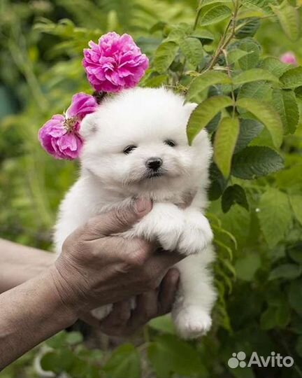 Белые померанские шпицы