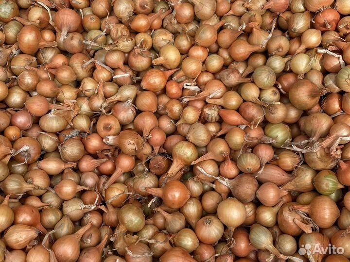 Лук севок озимый оптом