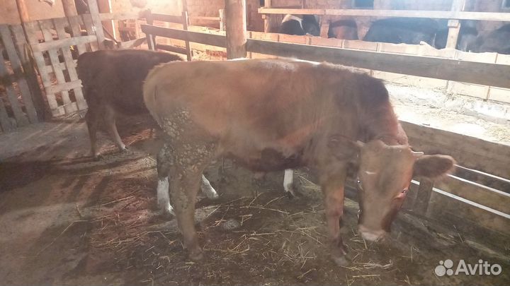 Коровы и телки бычки