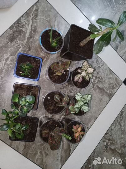 Отростки цветов