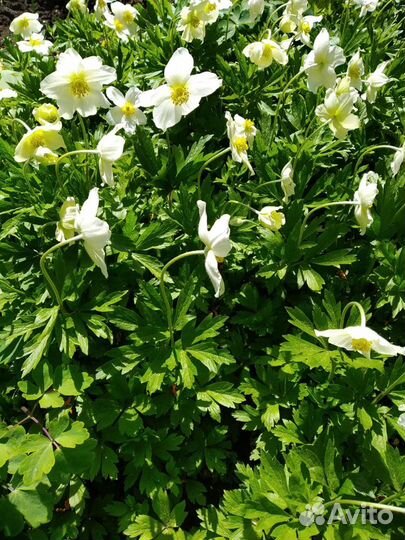 Анемона,многолетник