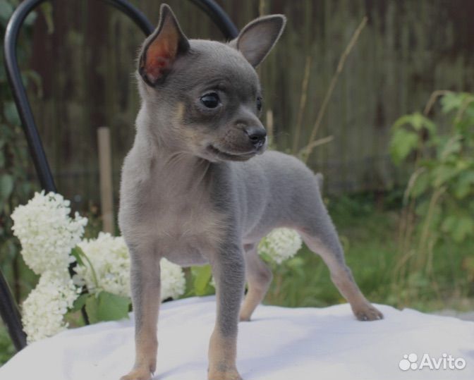 Мини той-терьер щенки