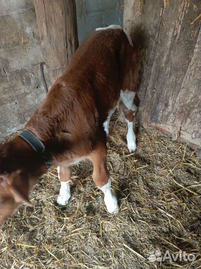 Теленок бычок