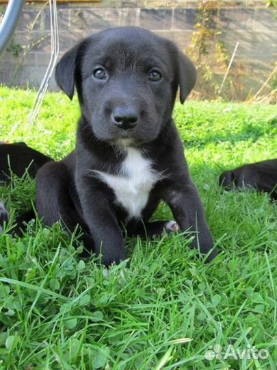 Собака в добрые руки отдам бесплатно щенки