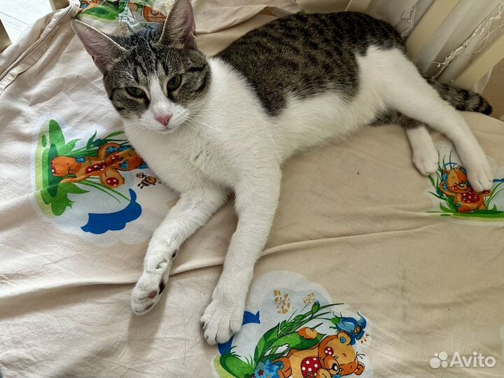 Котик напрокат с доставкой