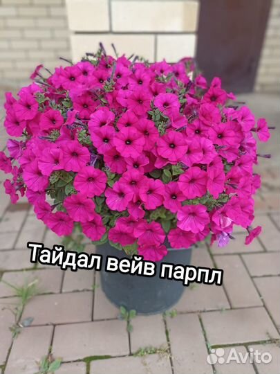 Петунии