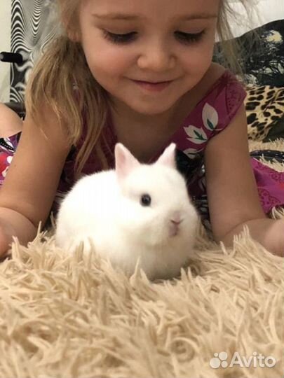 Лучший подарок-Царский Кролик