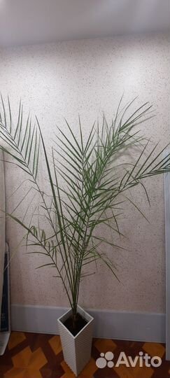 Финиковая пальма