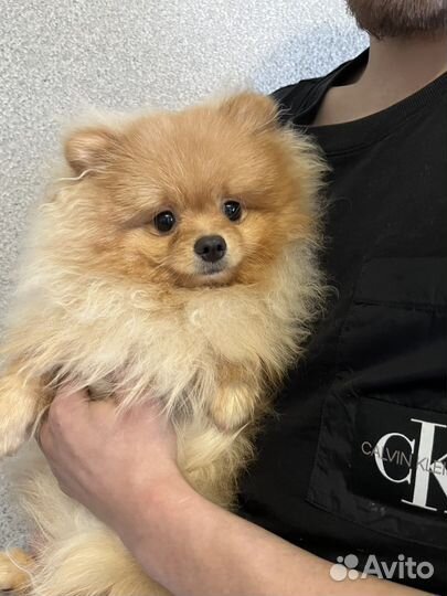 Щенки шпица