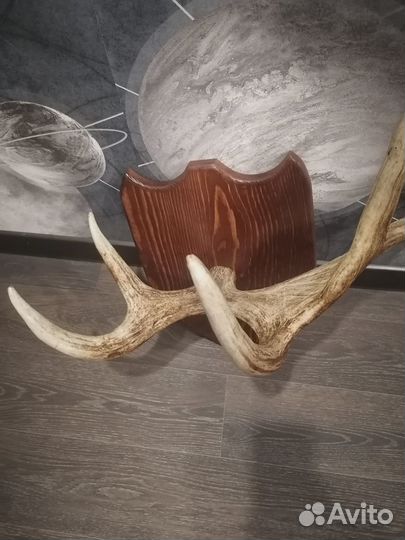 Рога лося на медальоне