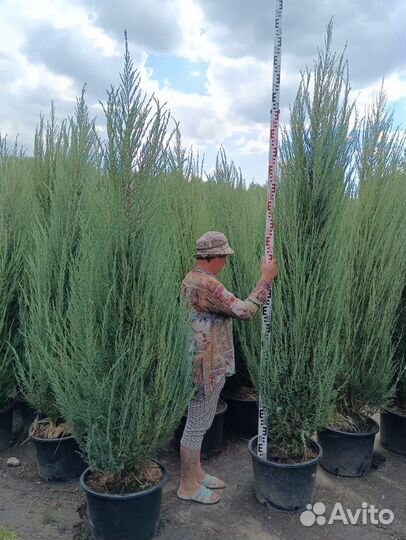 Можжевельник скальный Блю эрроу