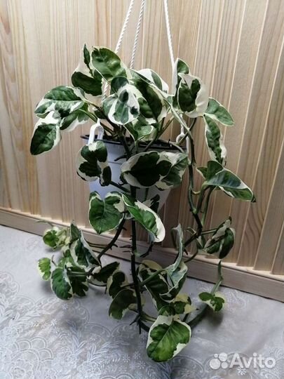 Эпипремнумы, сциндапсусы