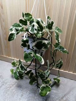 Эпипремнумы, сциндапсусы