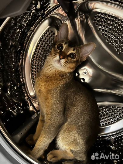Абиссинская кошка