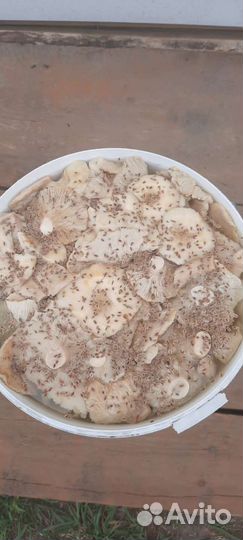 Грибы грузди