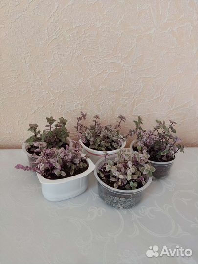 Каллизия Розовая Пантера (Pink Panther)