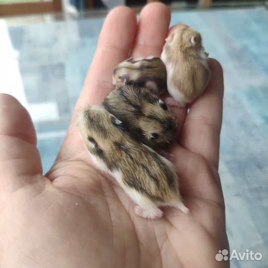 Джунгарский хомяк маленький