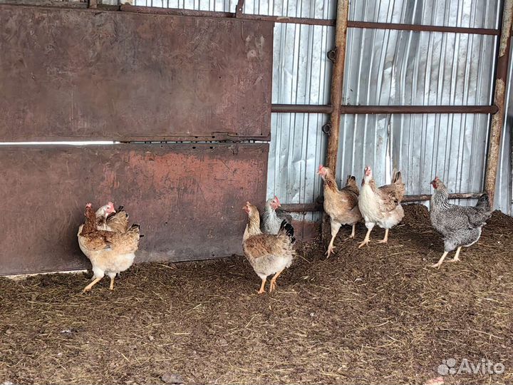 Юрловские куры