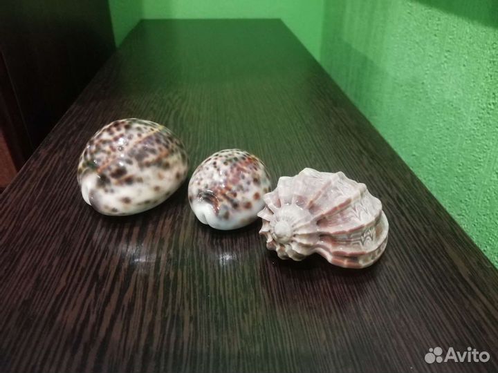 Ракушка декоративная