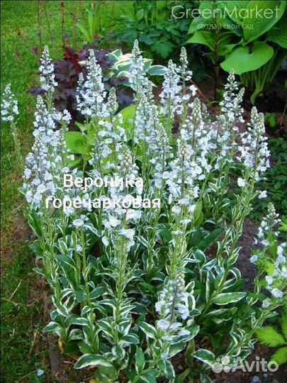 Вероника горечавковая, Вероники, вероникаструм